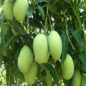 Cheruku Rasam Mangoes | Large Box (48 count)