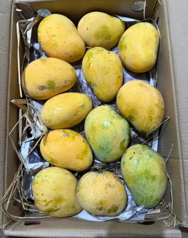 Banganapalle Mangoes | Small Box (22 count)