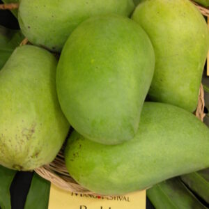 Pedda Rasam Mangoes |  Small Box (20 count)