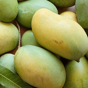 Pedda Rasam Mangoes | Large Box (30 count)